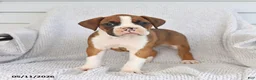 Boxer dogs for sale: Raina - Ad 1