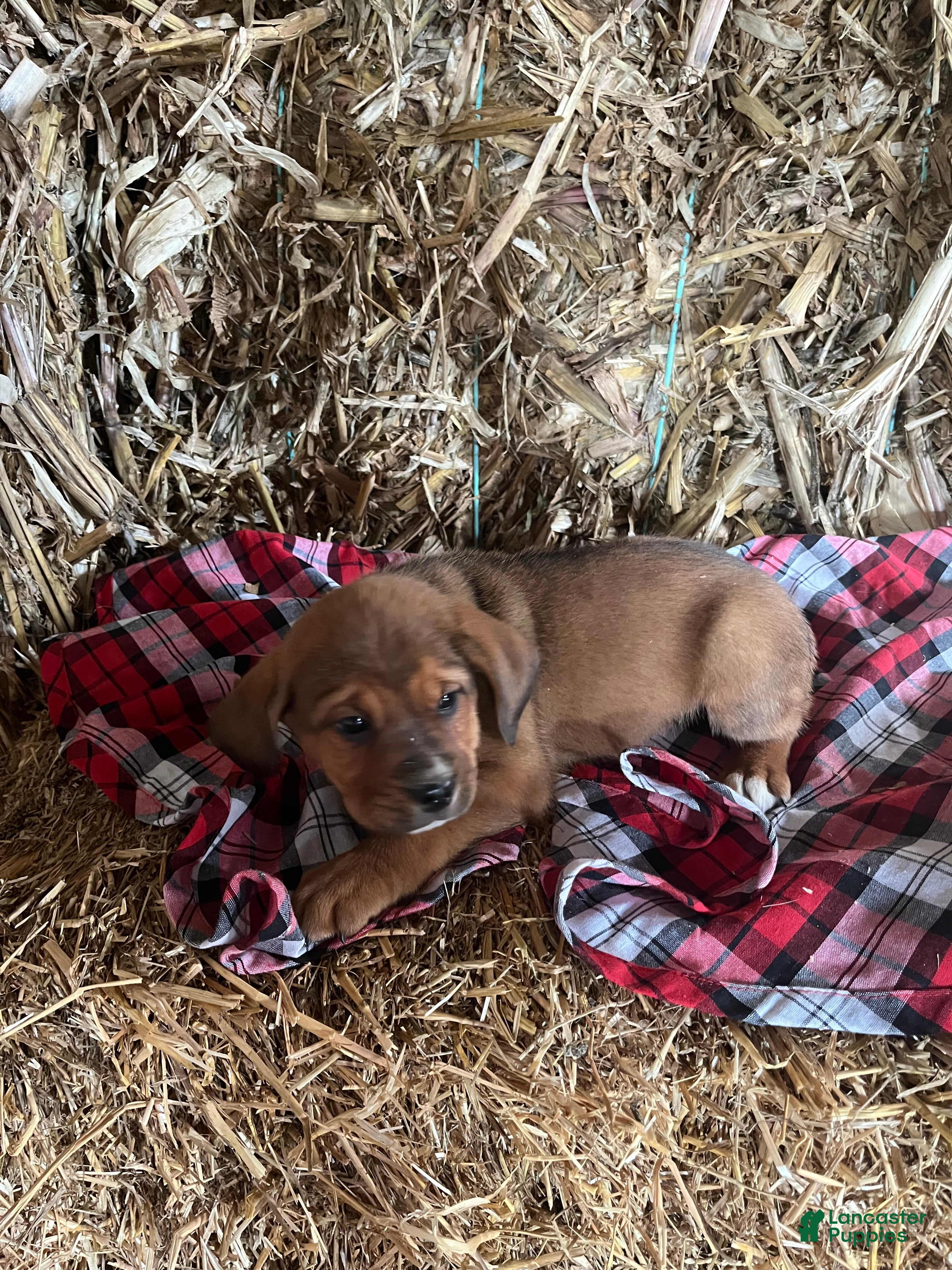 Mixed Breed dogs Joy - Ad 2