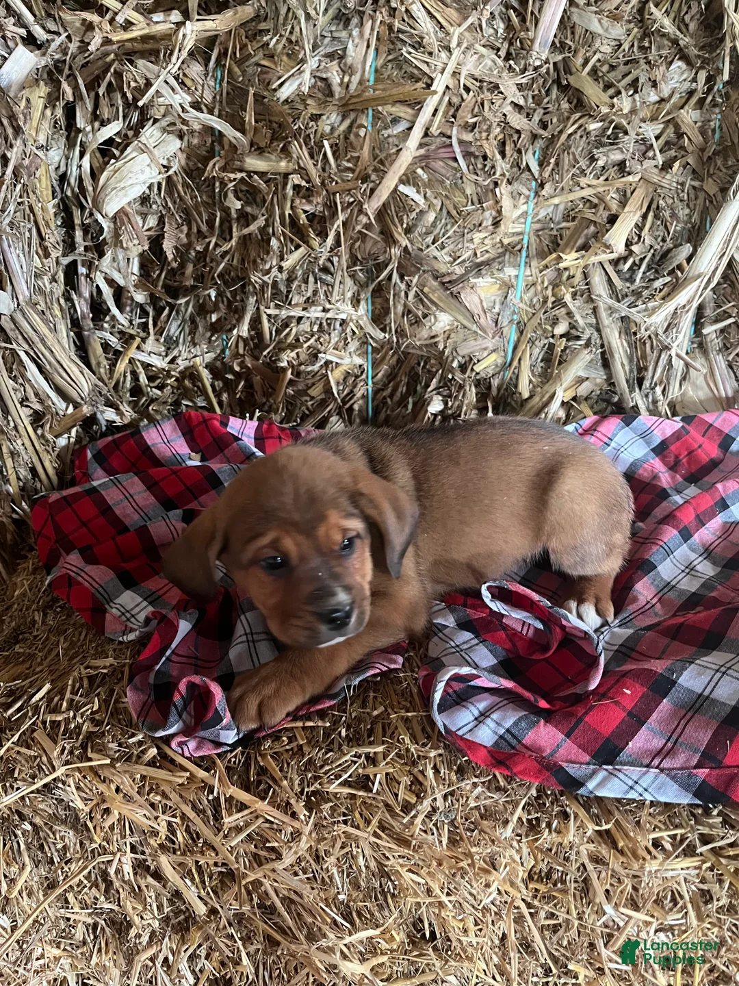 Mixed Breed dogs for sale: Joy - Ad 2