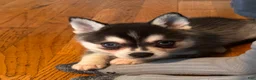 Alaskan Klee Kai dogs for sale: Adam - Ad 6