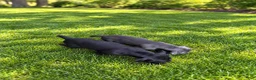 Cane Corso dogs for sale: Cane Corso 1 - Ad 29
