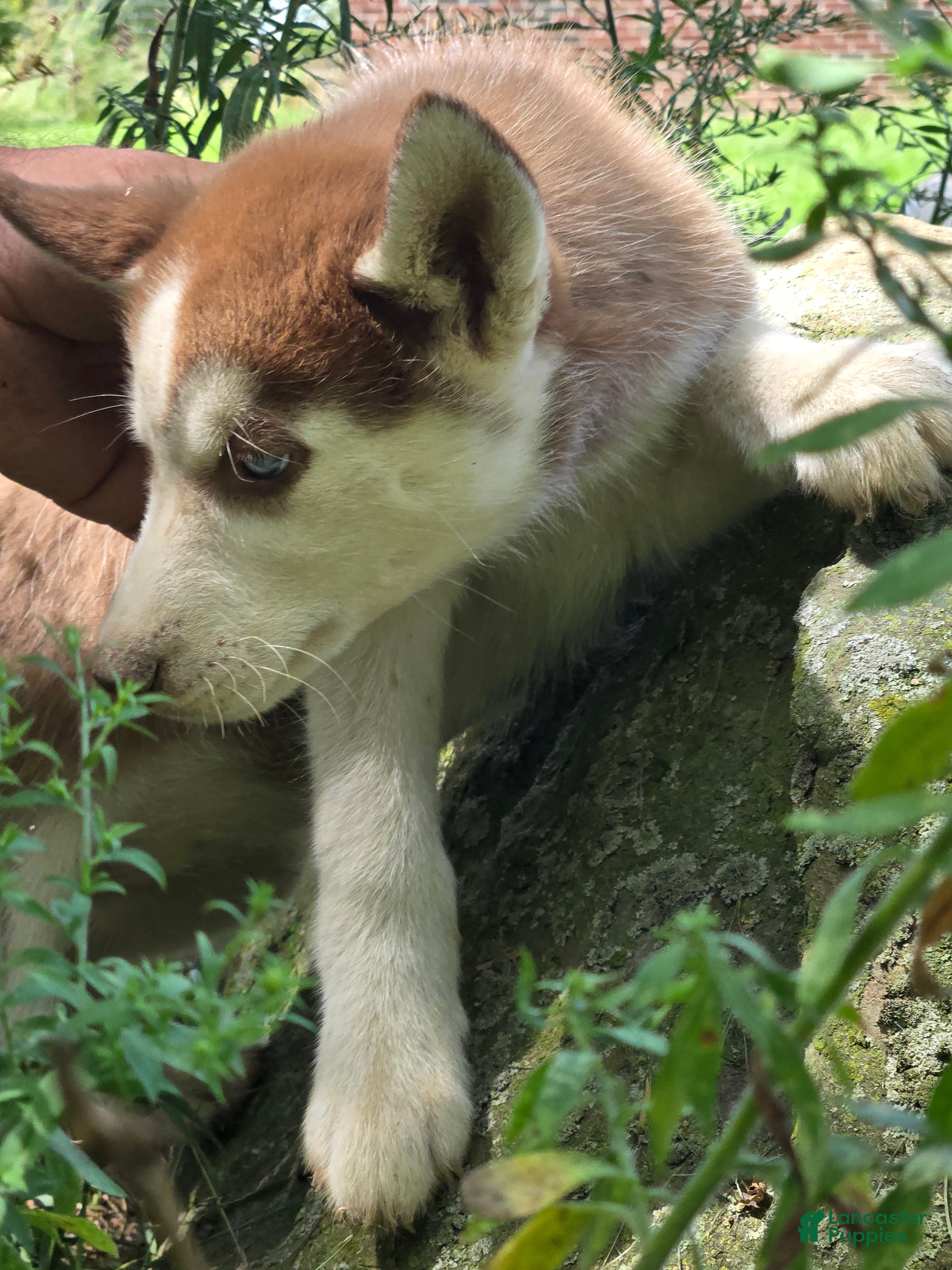 Siberian Husky dogs Olivia - Ad 2