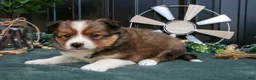 Mixed Breed dogs for sale: Florence - Ad 3
