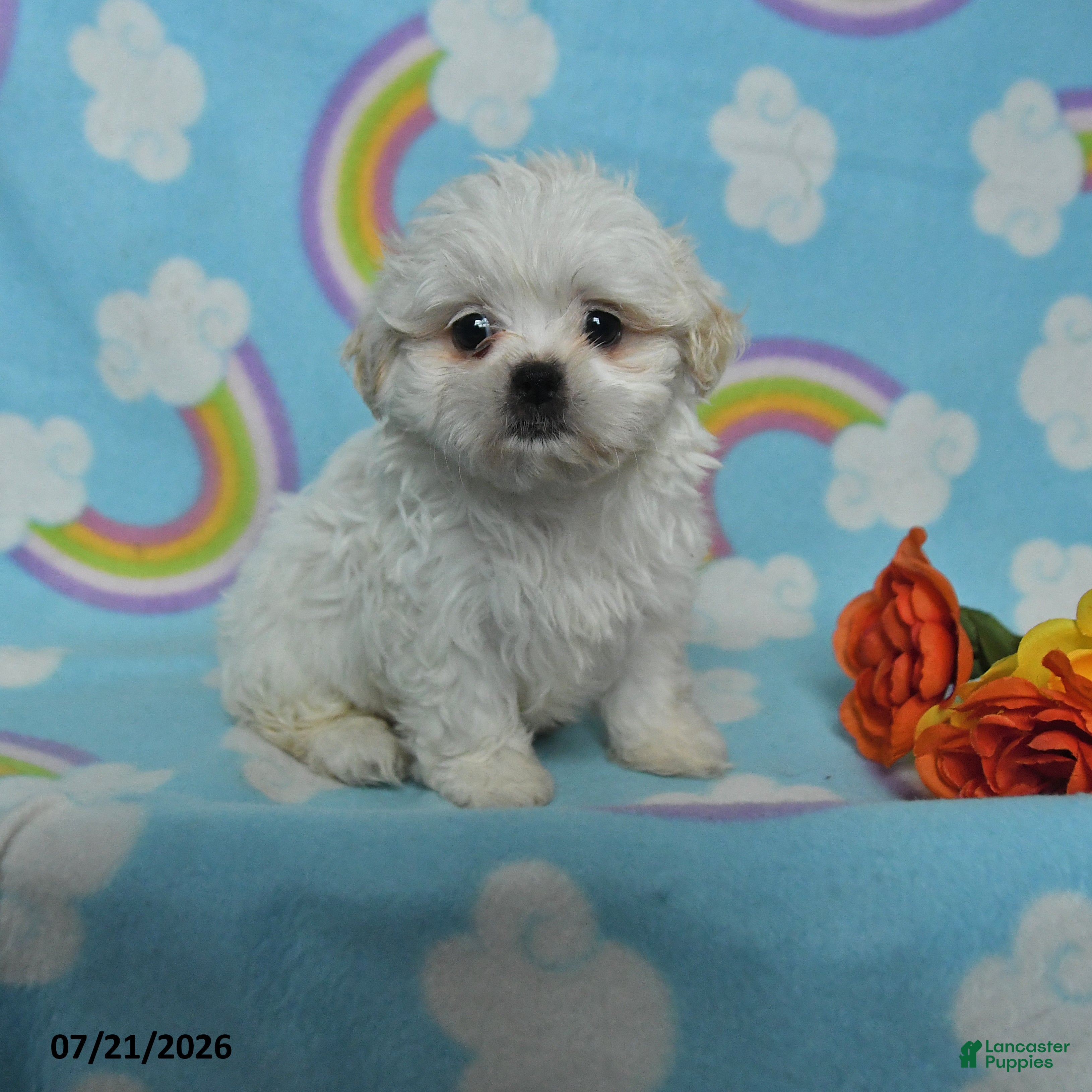 Teddy Bear dogs Annie - Ad 1