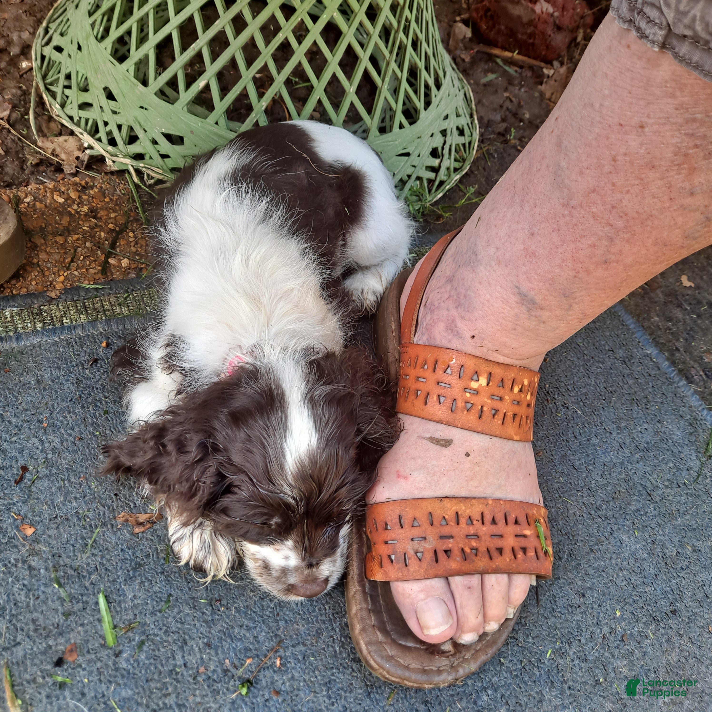Cocker Spaniel dogs Gidget - Ad 2
