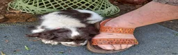 Cocker Spaniel dogs for sale: Gidget - Ad 2