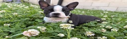 Boston Terrier dogs for sale: Clifford - Ad 8