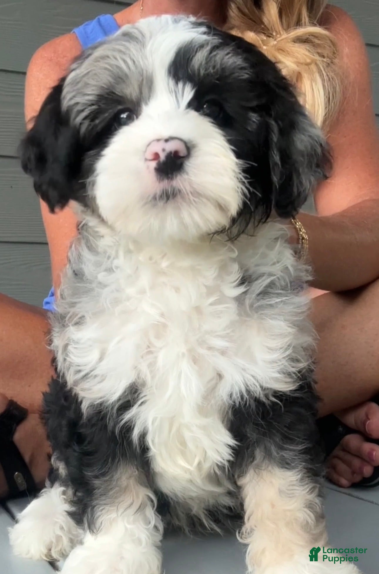 Mini Bernedoodle dogs 🔥 🏕️ 🍫 S’MORES 🍫 🏕️ 🔥  - Ad 1