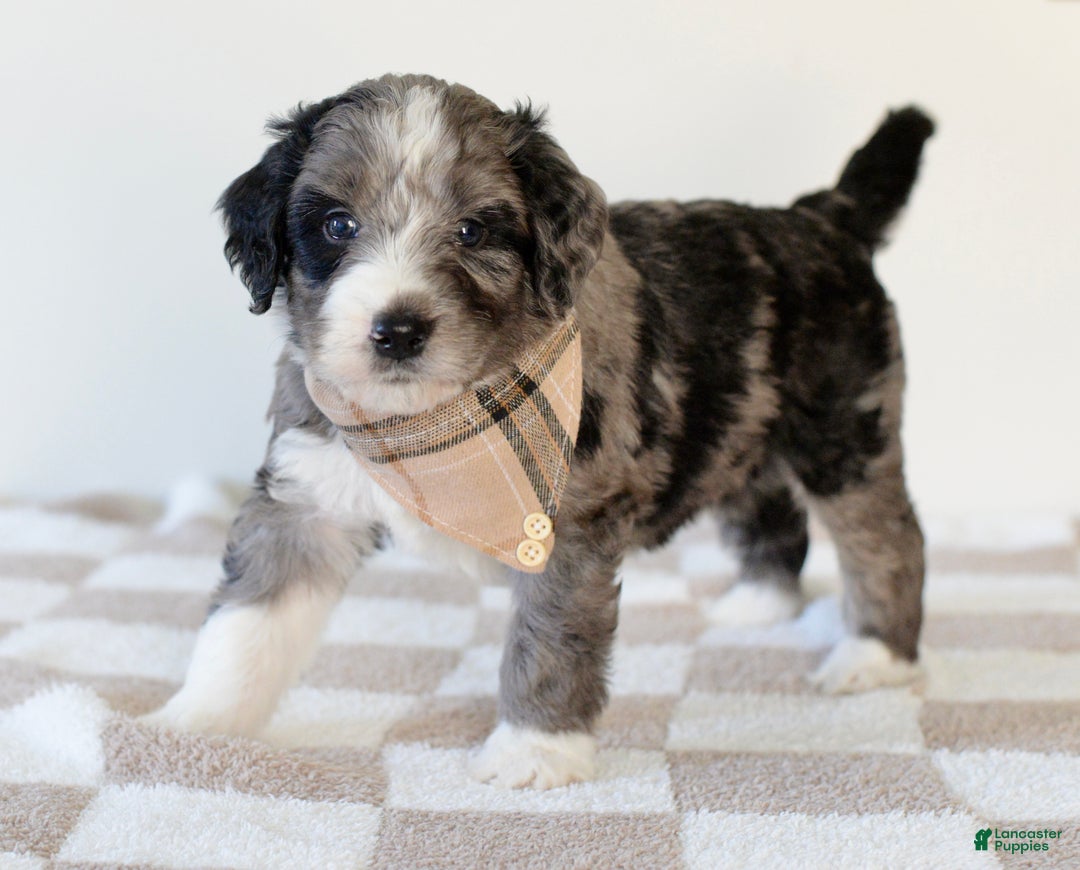 Bernedoodle dogs for sale: Flannel  - Ad 2