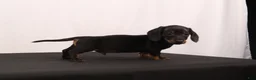 Dachshund dogs for sale: Lenard - Ad 3