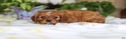 Cavalier King Charles Spaniel dogs for sale: Daisy - Ad 4