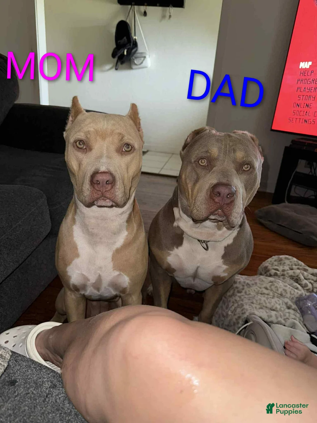 Mixed Breed dogs for sale: Mixed Breed Puppy 1 - Ad 2