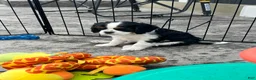 Cavalier King Charles Spaniel dogs for sale: Judah - Ad 3