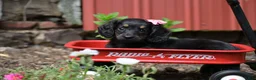 Miniature Dachshund dogs for sale: Bella - Ad 5