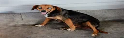 Mixed Breed dogs for sale: Arlo Beagle Mix Puppy - Ad 6