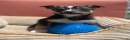 Mixed Breed dogs for sale: Cody - Ad 7
