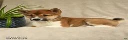 Shiba Inu dogs for sale: Ivy - Ad 3