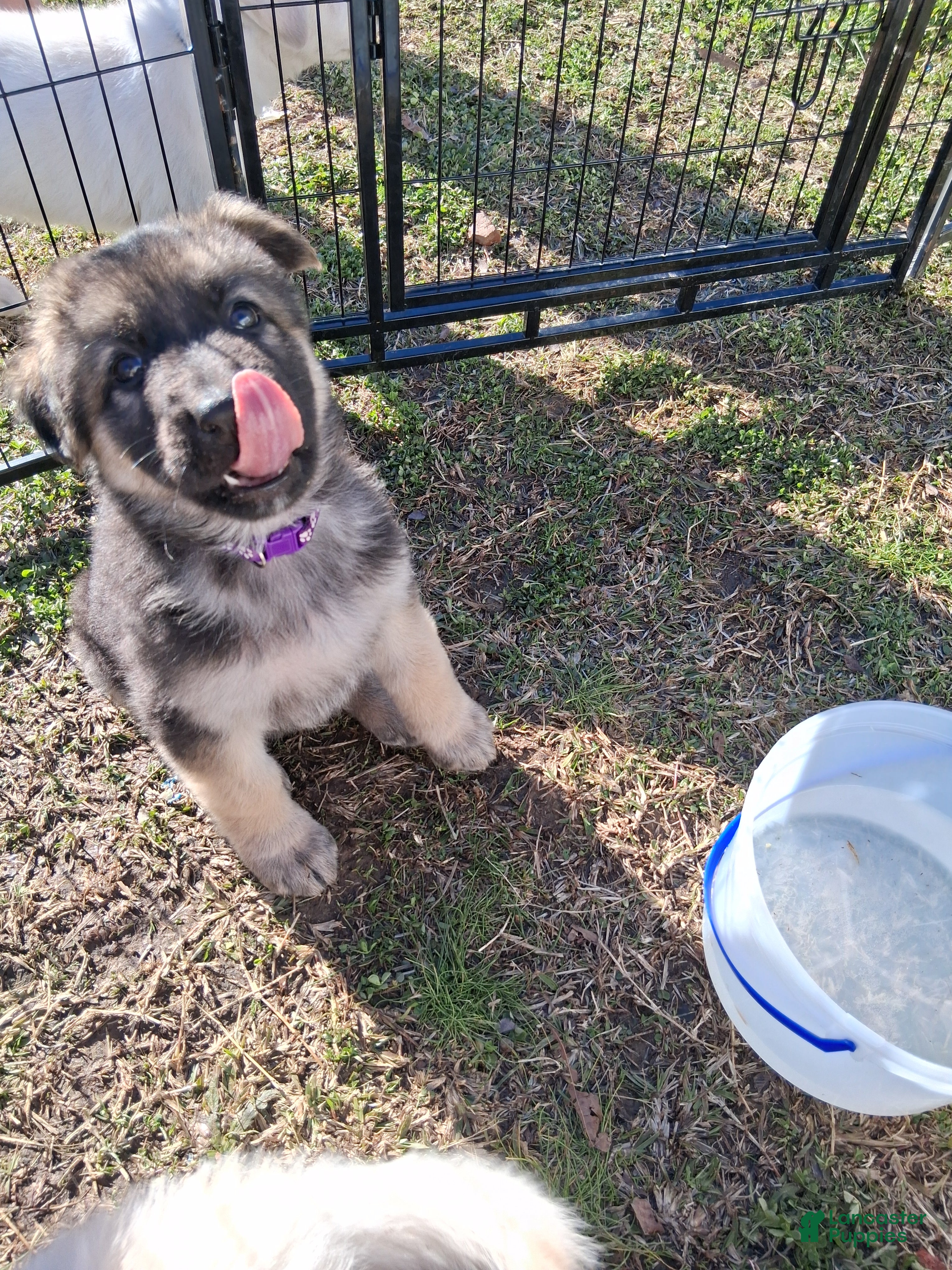 German Shepherd dogs Berreta - Ad 2