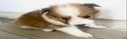 Shetland Sheepdog dogs for sale: Sylvan  - Ad 7