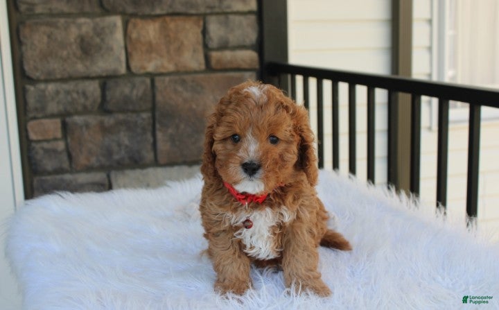Cavapoo dogs Lenny  - Ad 1
