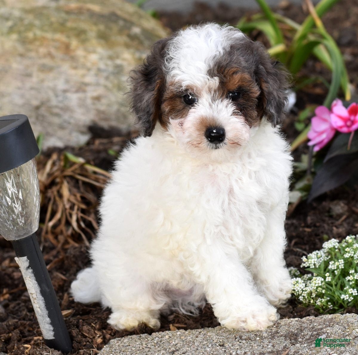 Miniature Poodle dogs for sale: Denver - Ad 1