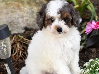 Miniature Poodle dogs for sale: Denver - Ad 3