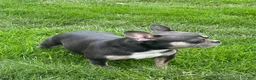 Mixed Breed dogs for sale: Mixed Breed 1 - Ad 11