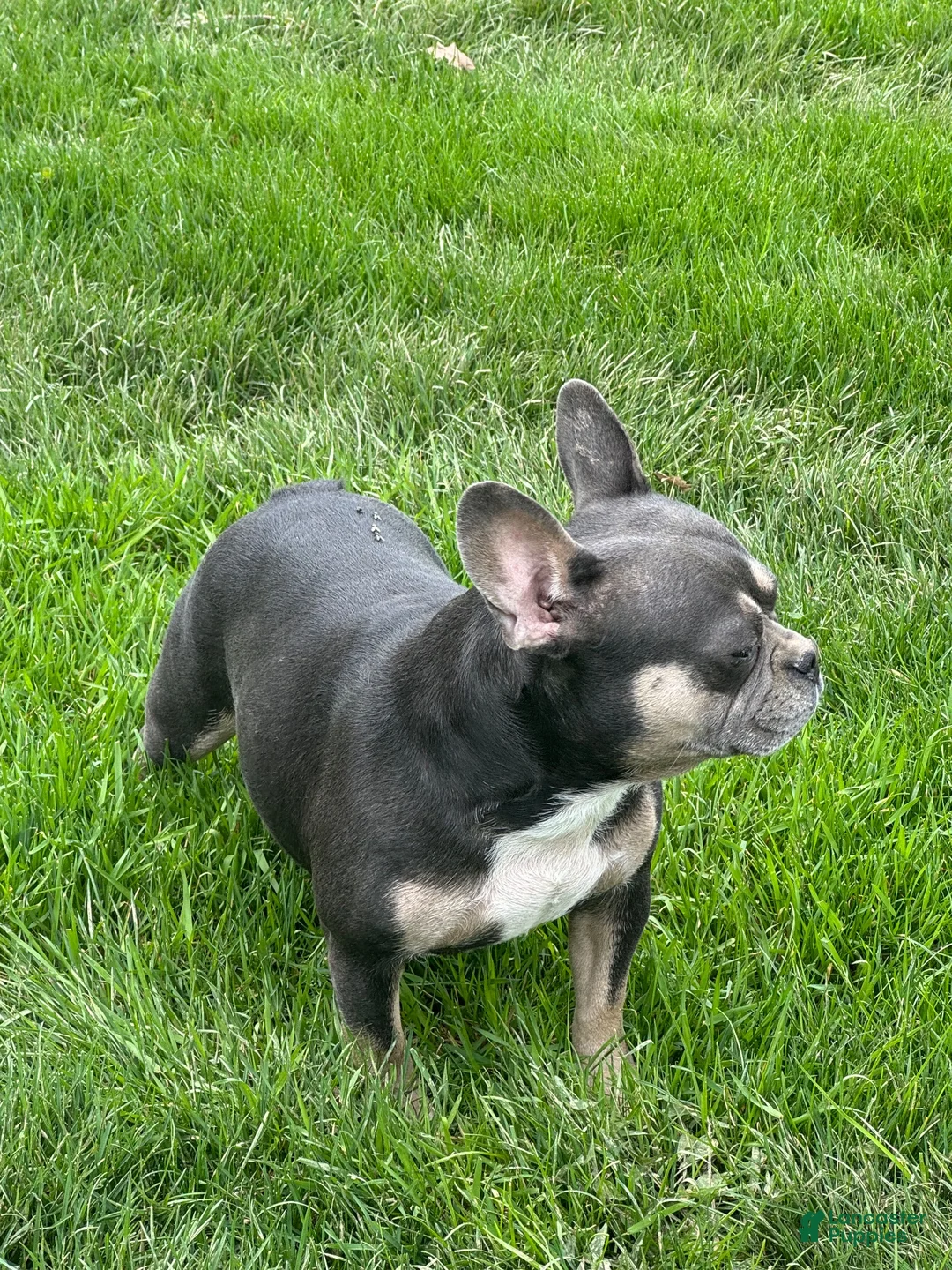 Mixed Breed dogs for sale: Mixed Breed 1 - Ad 11