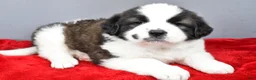 Saint Bernard dogs for sale: shelly - Ad 1
