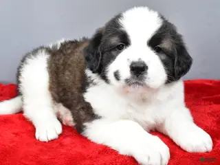 Saint Bernard dogs shelly - Ad 13