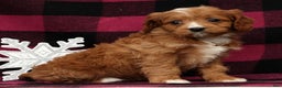 Cavapoo dogs for sale: Noel - Ad 5