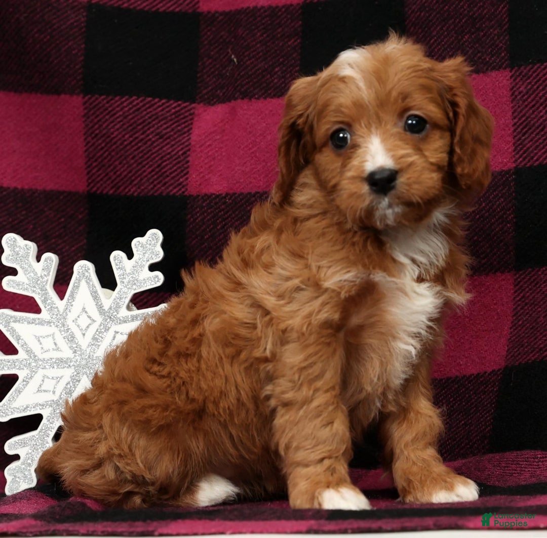 Cavapoo dogs for sale: Noel - Ad 5