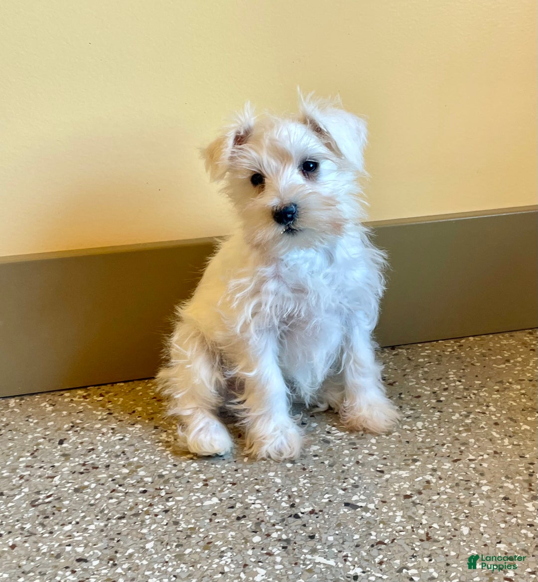 Miniature Schnauzer dogs for sale: Issy - Ad 3