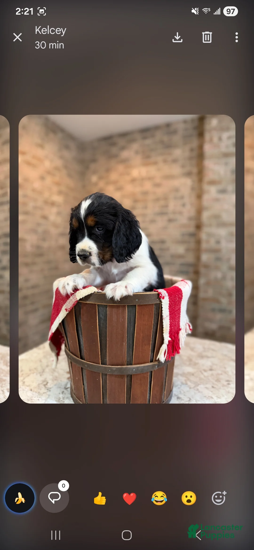 English Springer Spaniel dogs for sale: English Springer Spaniel Puppy 7 - Ad 1
