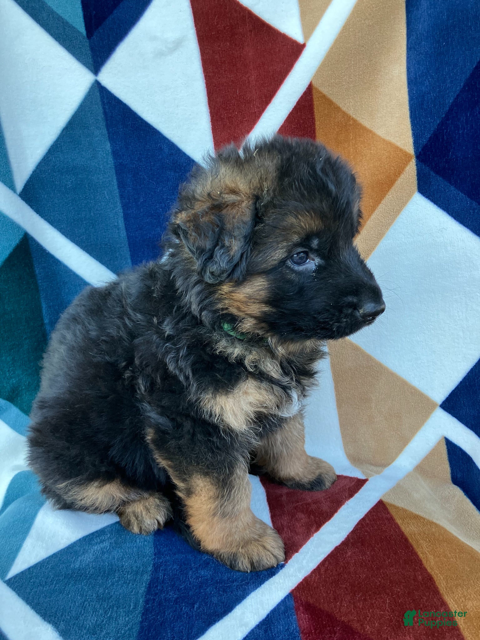 German Shepherd dogs for sale: Stetson-Male - Ad 3