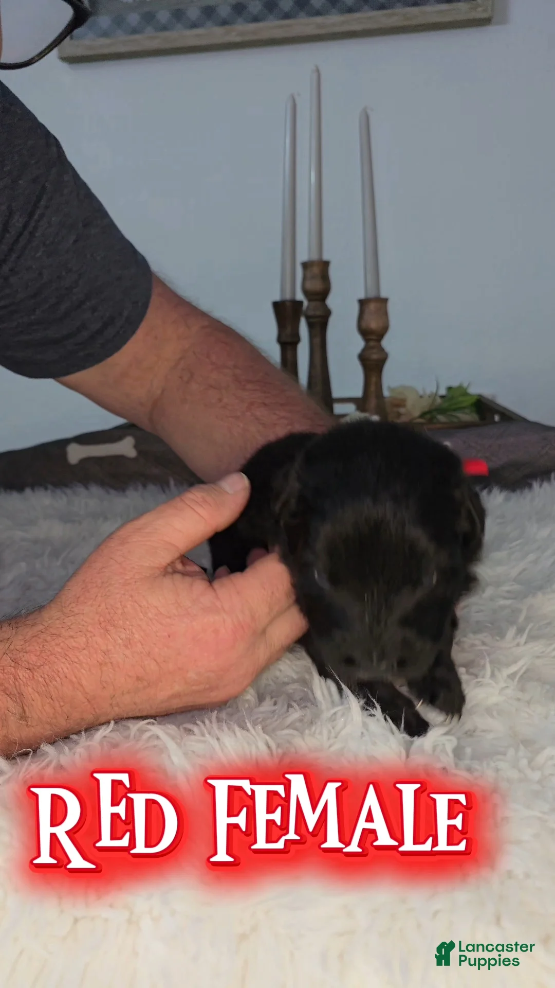 German Shepherd dogs for sale: Solid Black long hair Female Pink - Ad 2