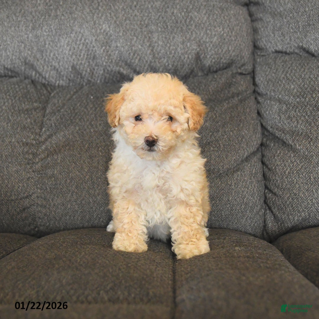 Bichpoo dogs for sale: Lila  - Ad 3