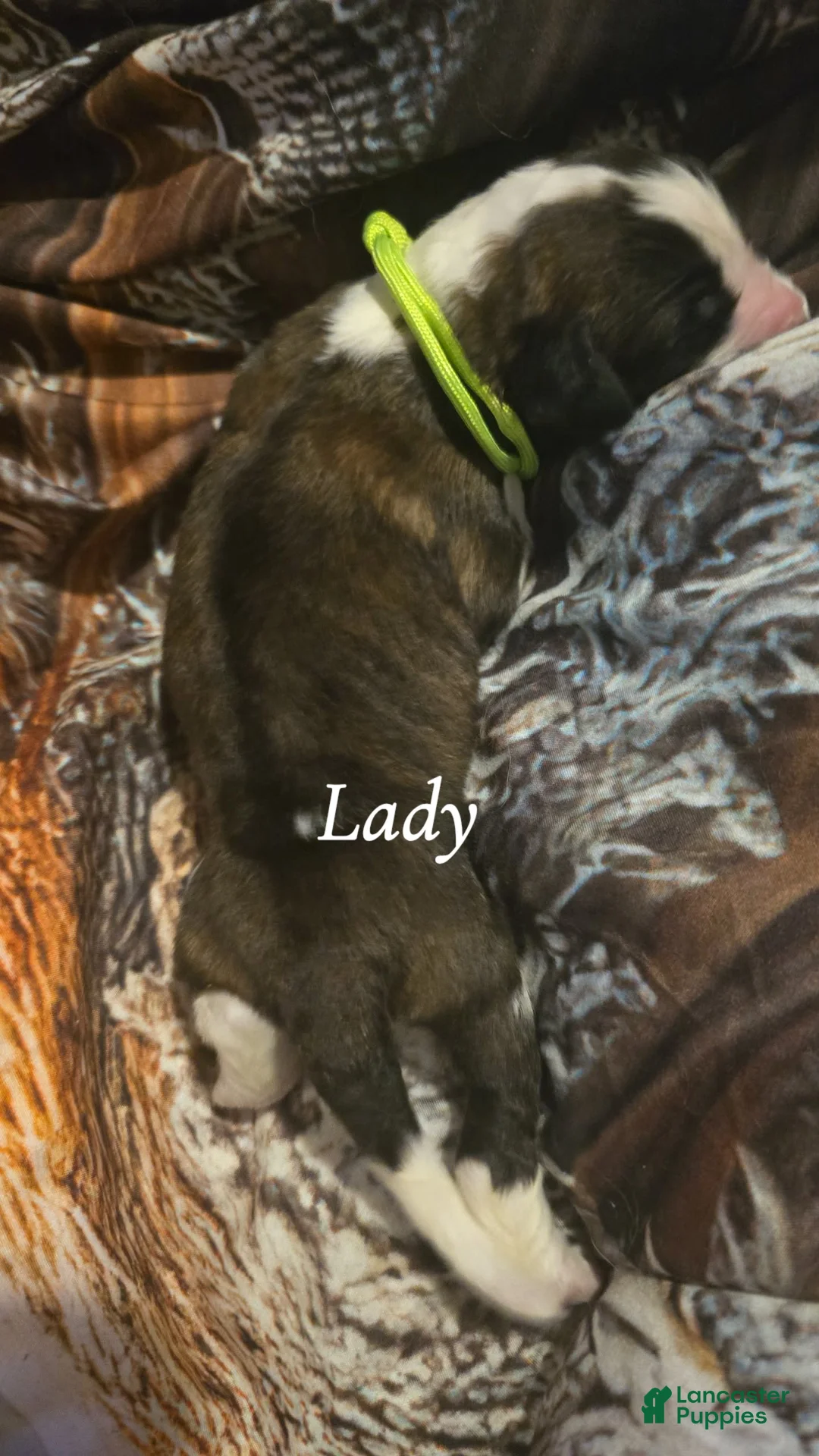 Saint Bernard dogs for sale: Lady - Ad 2