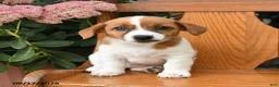 Jack Russell Terrier dogs for sale: Muffin - Ad 5