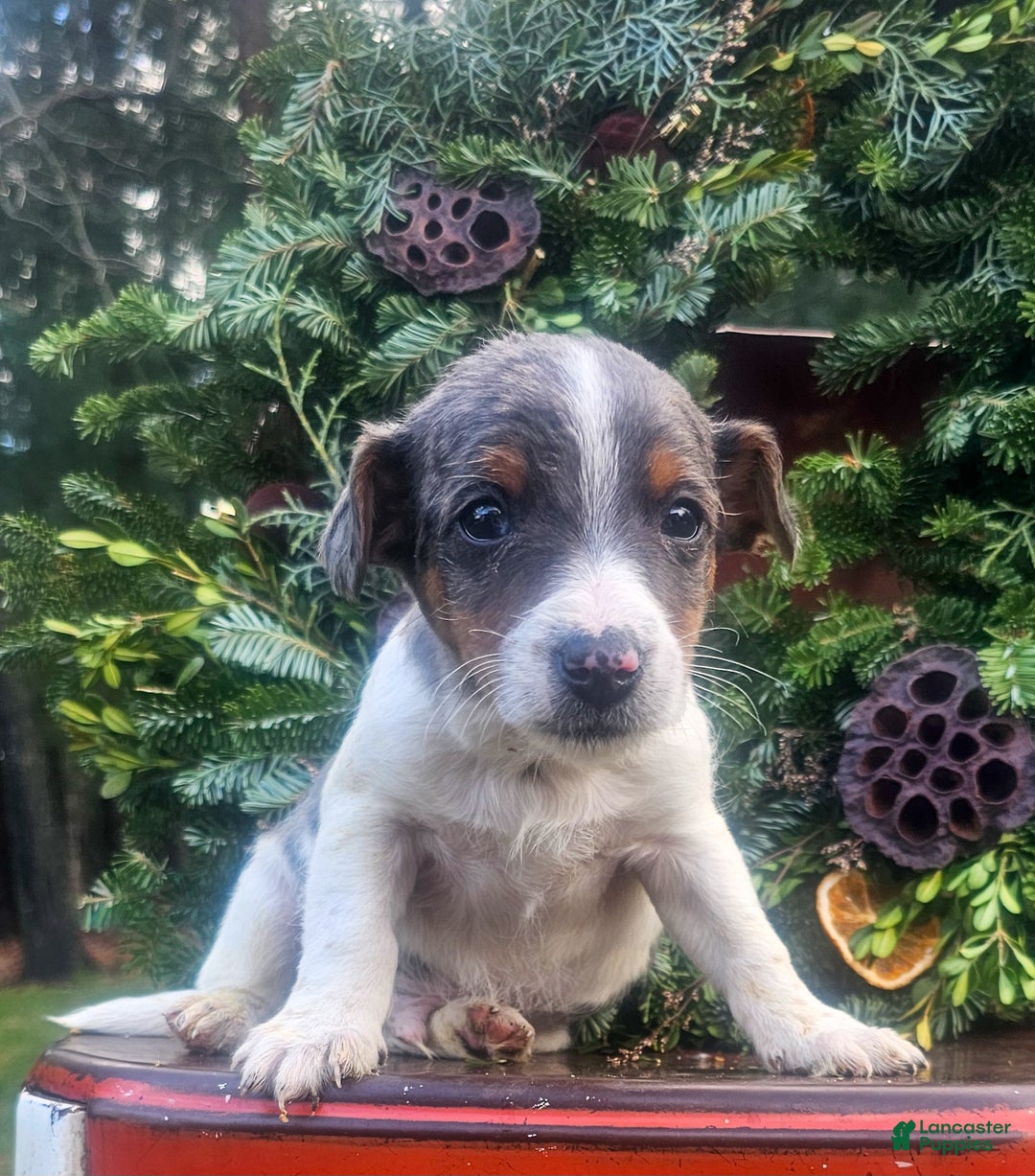 Jackapoo dogs for sale: Christopher - Ad 2