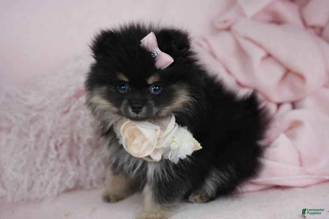 Pomeranian dogs for sale: Pomeranian 2 - Ad 2
