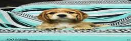 Cocker Spaniel dogs for sale: Crumpet - Ad 2