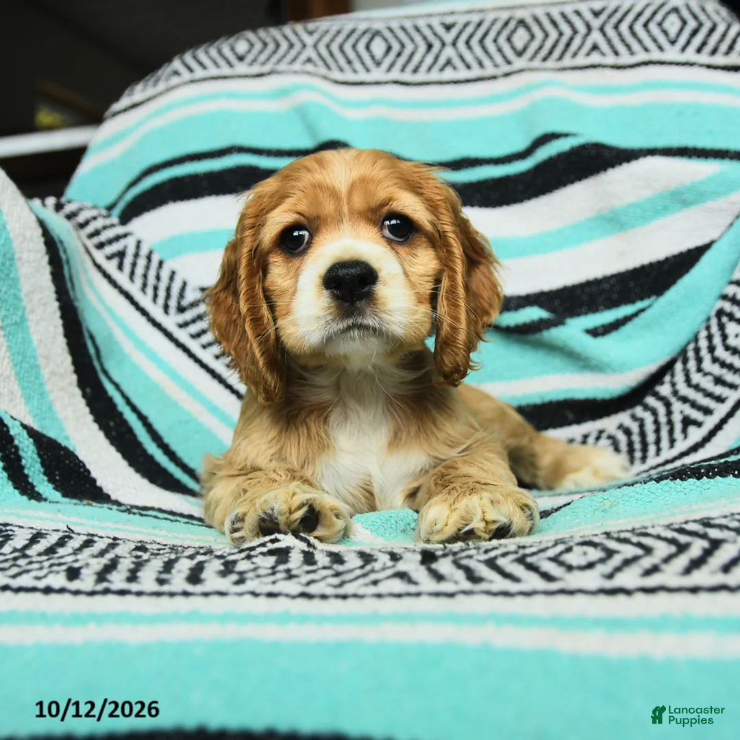 Cocker Spaniel dogs for sale: Crumpet - Ad 2