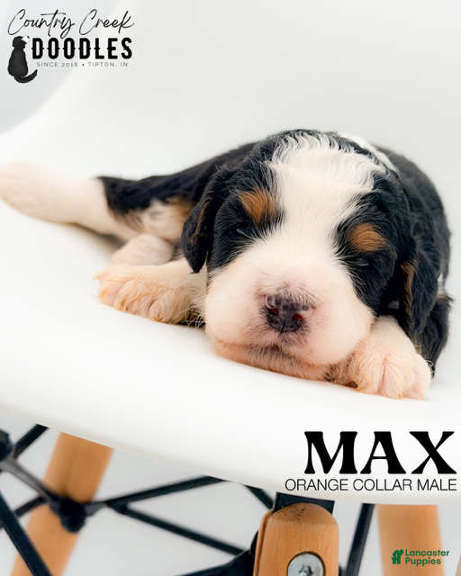 Max