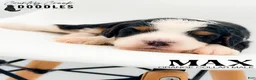 Bernedoodle dogs for sale: Max - Ad 1