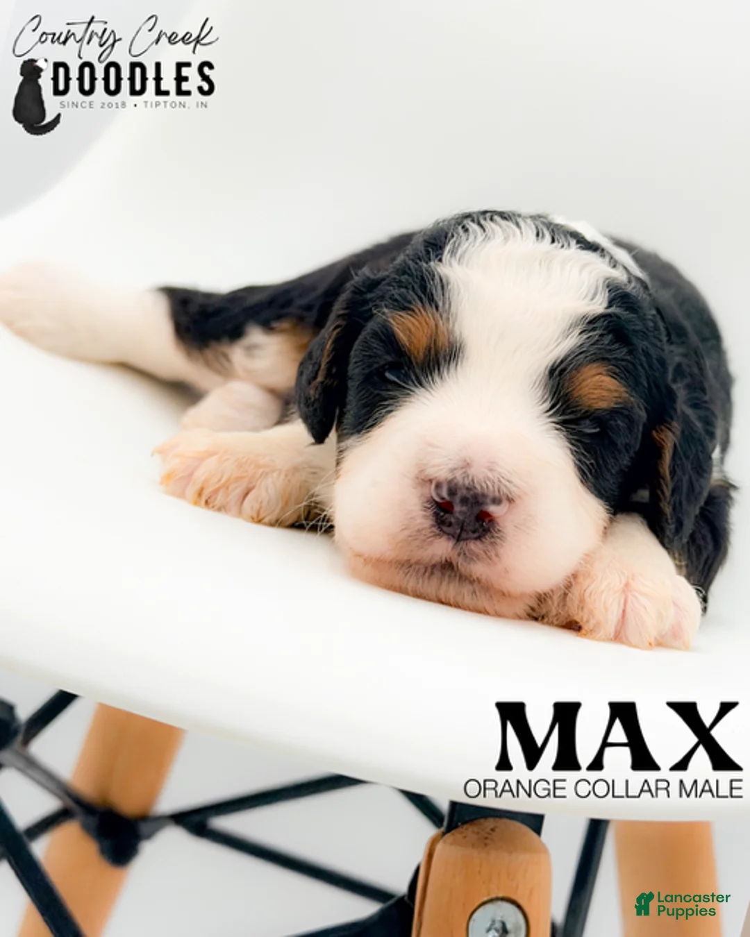 Bernedoodle dogs for sale: Max - Ad 1