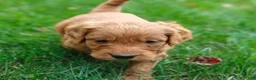 Goldendoodle dogs for sale: Clifford - Ad 8