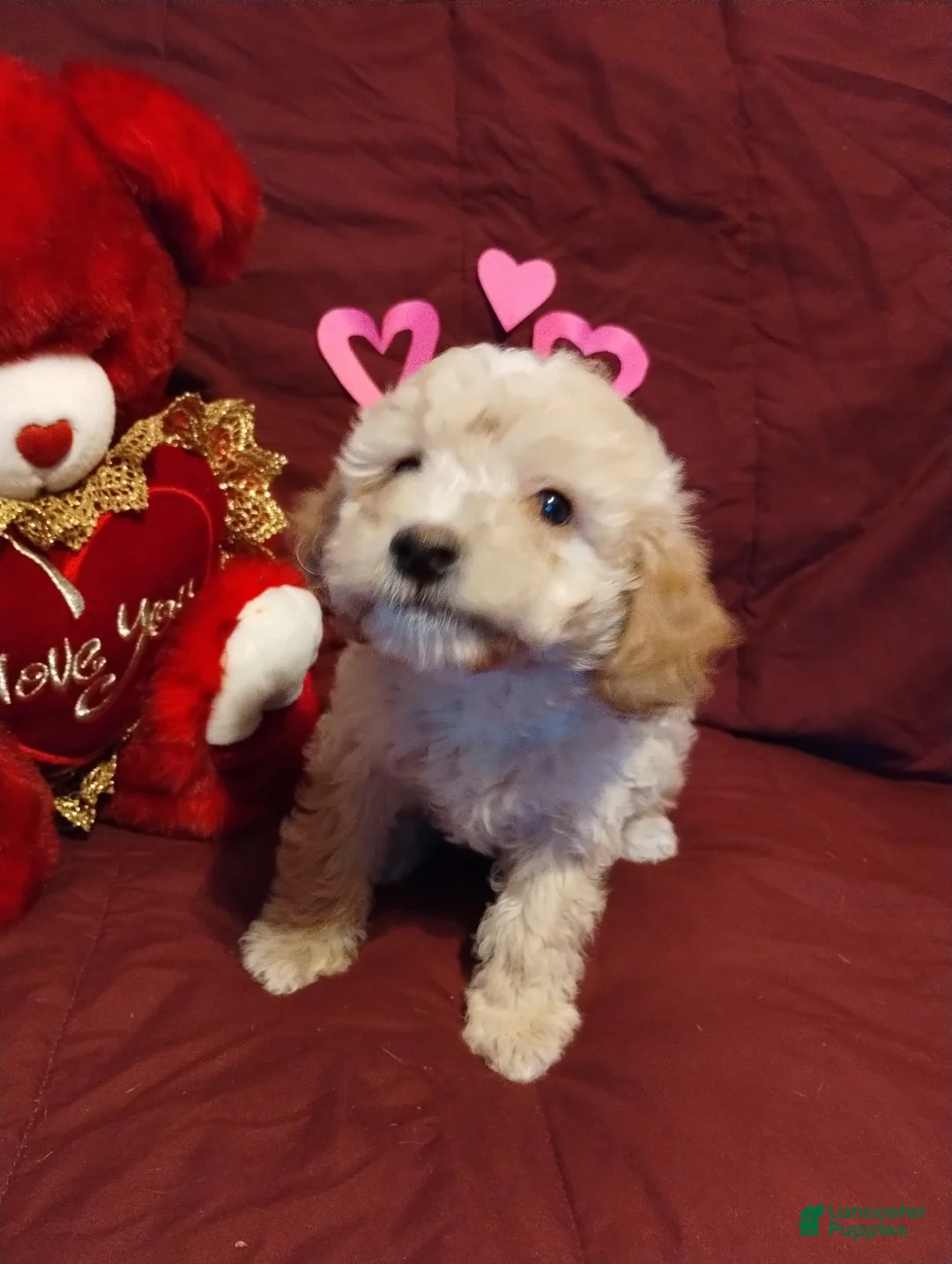 Cavapoochon dogs for sale: Teddy - Ad 1