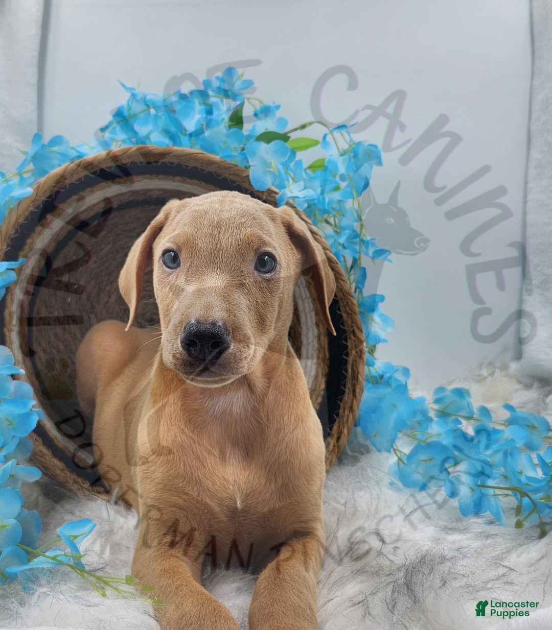 Doberman Pinscher dogs for sale: Aspen - Ad 3