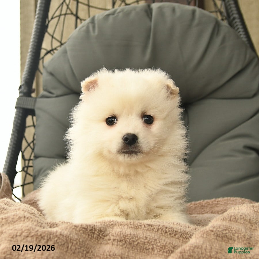 American Eskimo dogs Faith  - Ad 2